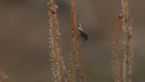 Fliege-Steckt-Am-Klebrigen-Filament-Einer-Fleischfressenden-Pflanze-Und-Versucht,-Sich-Zu-Reinigen