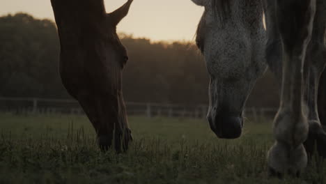 horses in the paddock