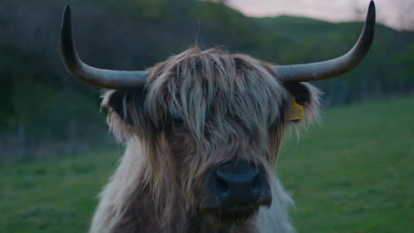 close up handheld shot of highland cow face looking at camera, scotland