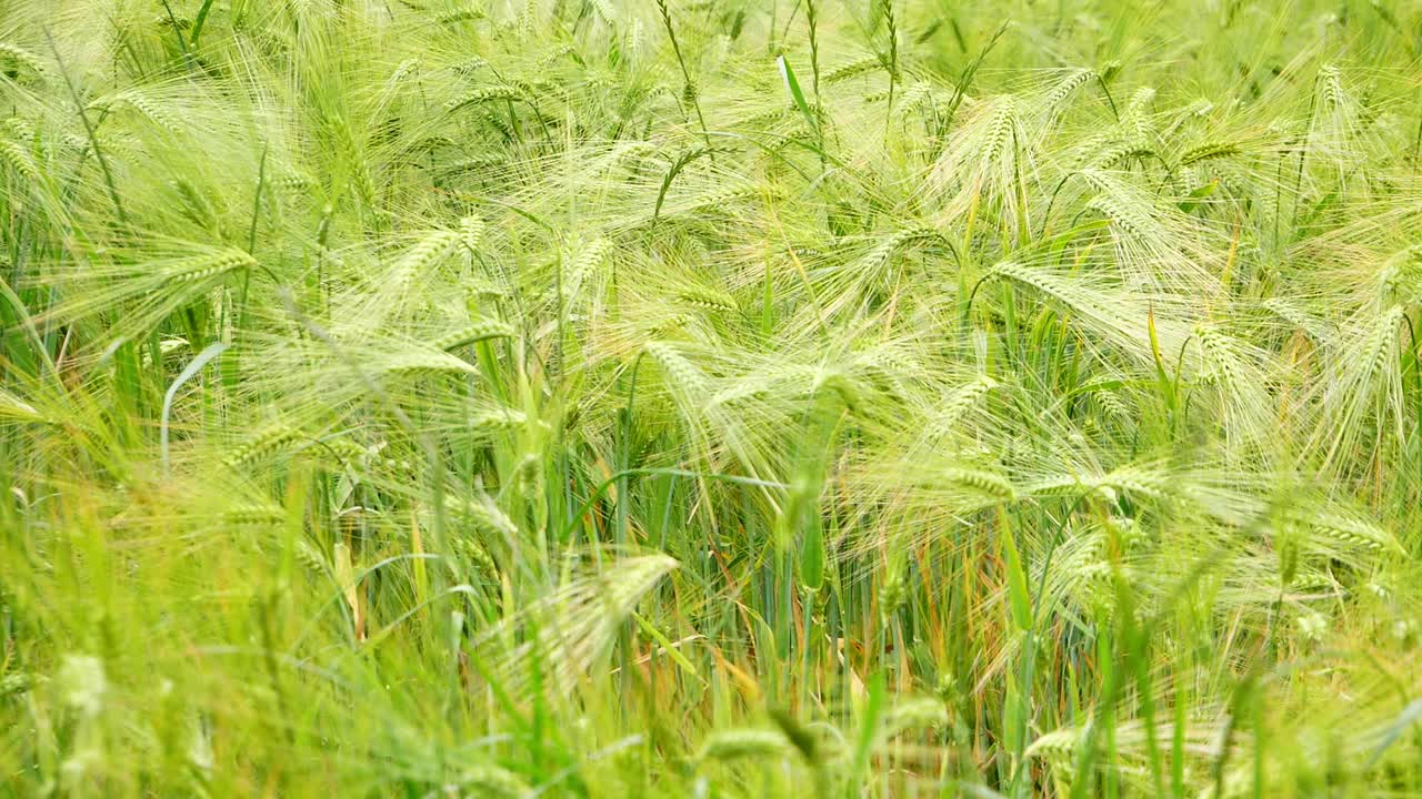 a mediados de cerca de un campo de trigo de cebada que sopla en el viento a finales de la primavera