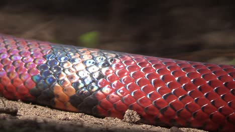 Milksnake,-coral-ratonera,-Lampropeltis-triangulum-closed-up-skin-details,-patron-of-colors-scales-and-perfect-crawling-movement