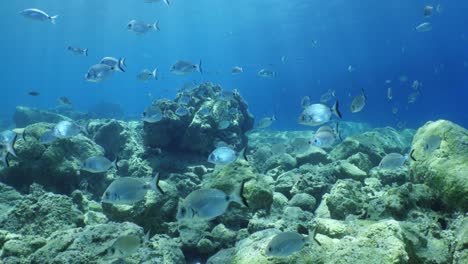 fish scenery underwater sun beams sun rays underwater mediterranean sea sun shine relaxing ocean scenery