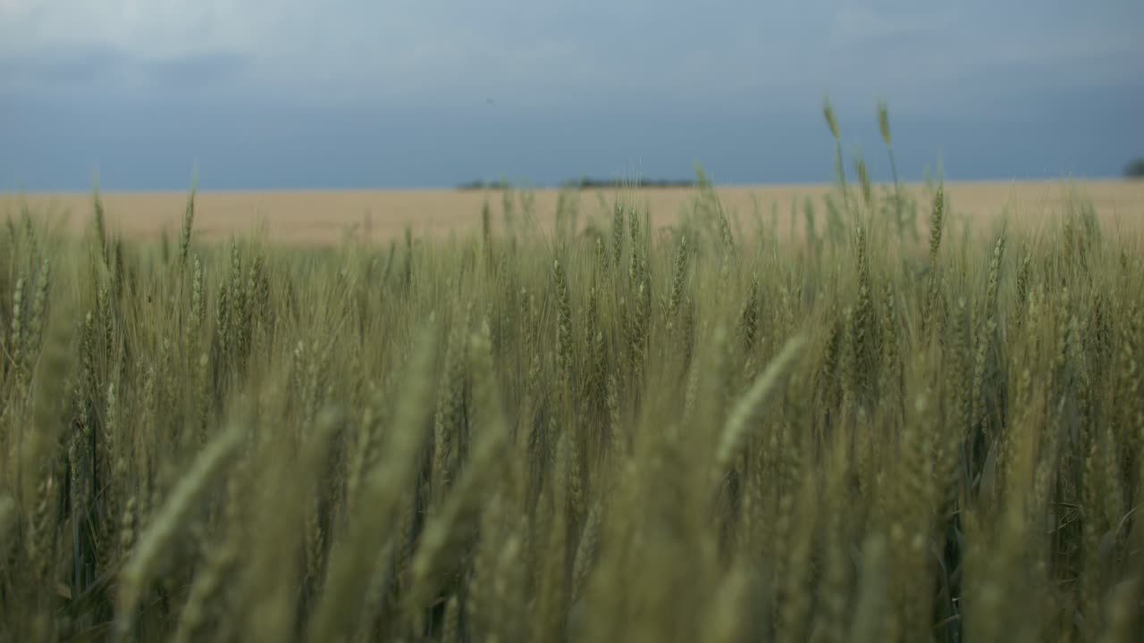 Пшеничное поле под облачным небом