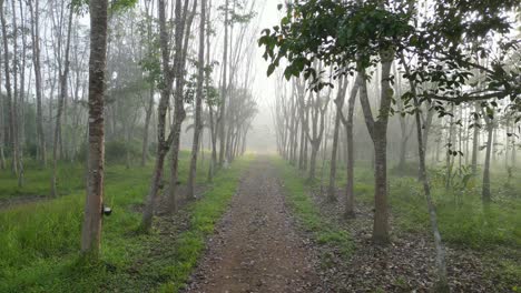 Südthailändische-Kautschukplantage-Im-Morgennebel