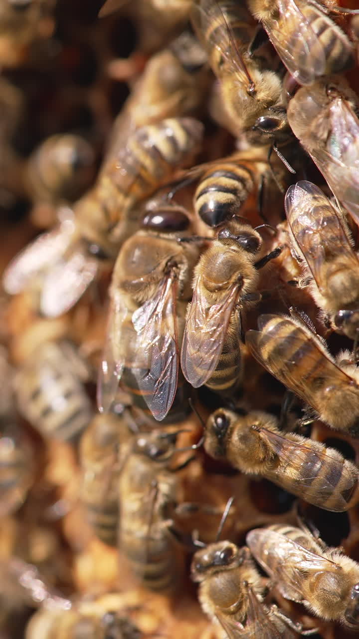 Beekeeping wax insects summer honeycombs. Close up of bees working in the hive. Vertical video