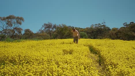 Joven-Da-Volteretas-A-Través-De-Un-Prado-De-Flores-Silvestres-Eternas-Amarillas-En-El-Parque-De-Conservación-De-Coalseam