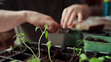 seedlings in germination tray with gardener transplanting in pot in background