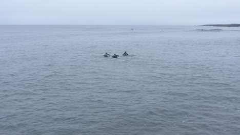 three brave surfers paddle out to ride waves in cold icelandic water, aerial