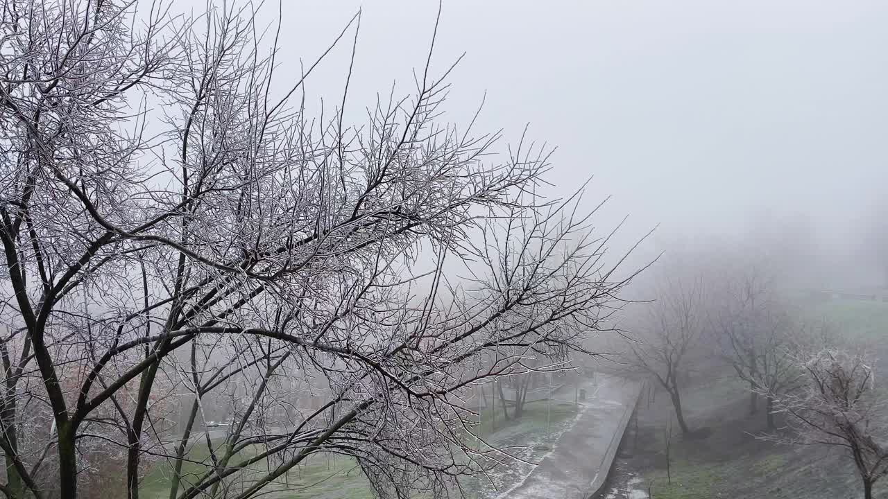 우크라이나 키예프의 안개가 자욱한 공원에서 얼음으로 덮인 나무