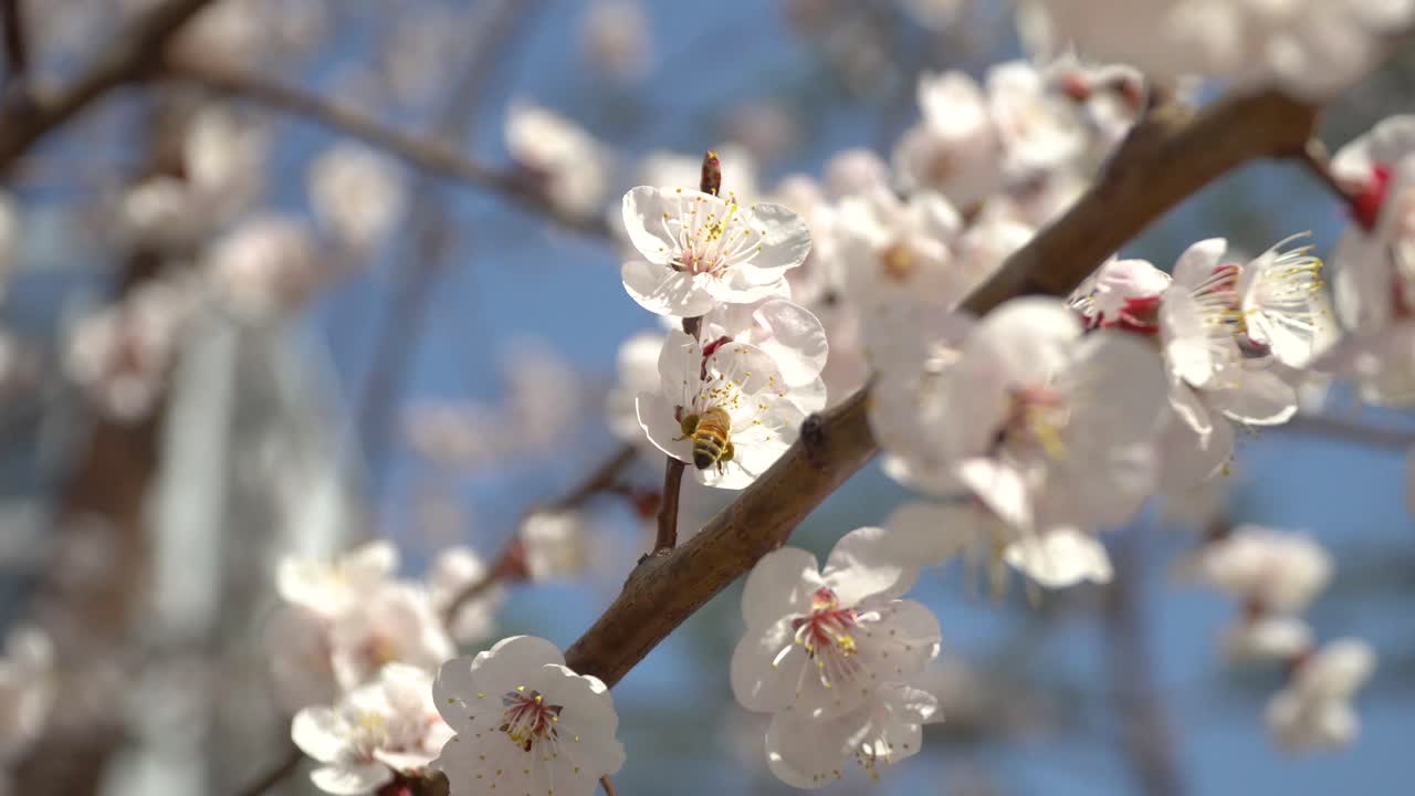 Primo piano di fiori di ciliegio primaverili in Corea del Sud