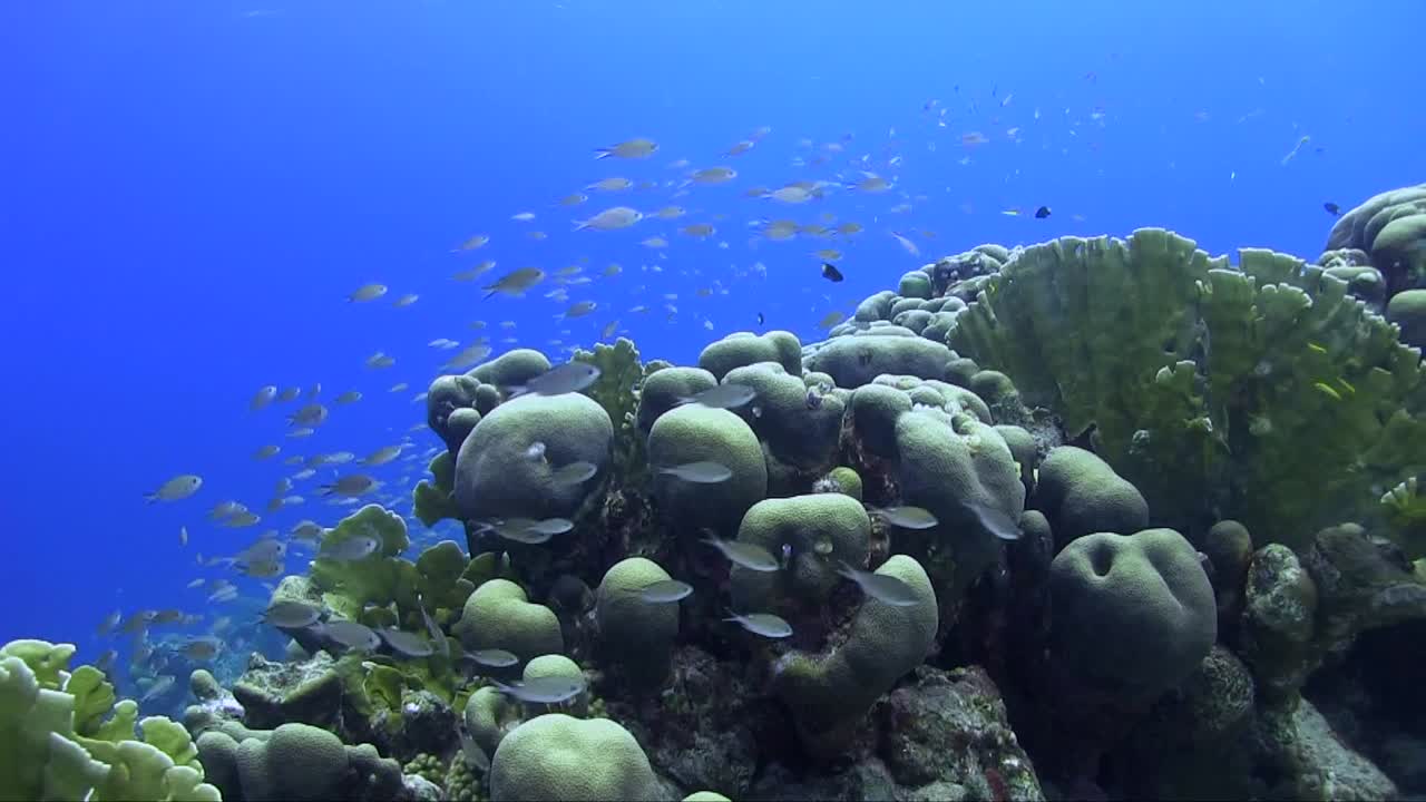 The camera moves forward into a stunning Caribbean reef, revealing vibrant hard corals and darting small fish. The dynamic motion and rich underwater colors create an immersive scene.