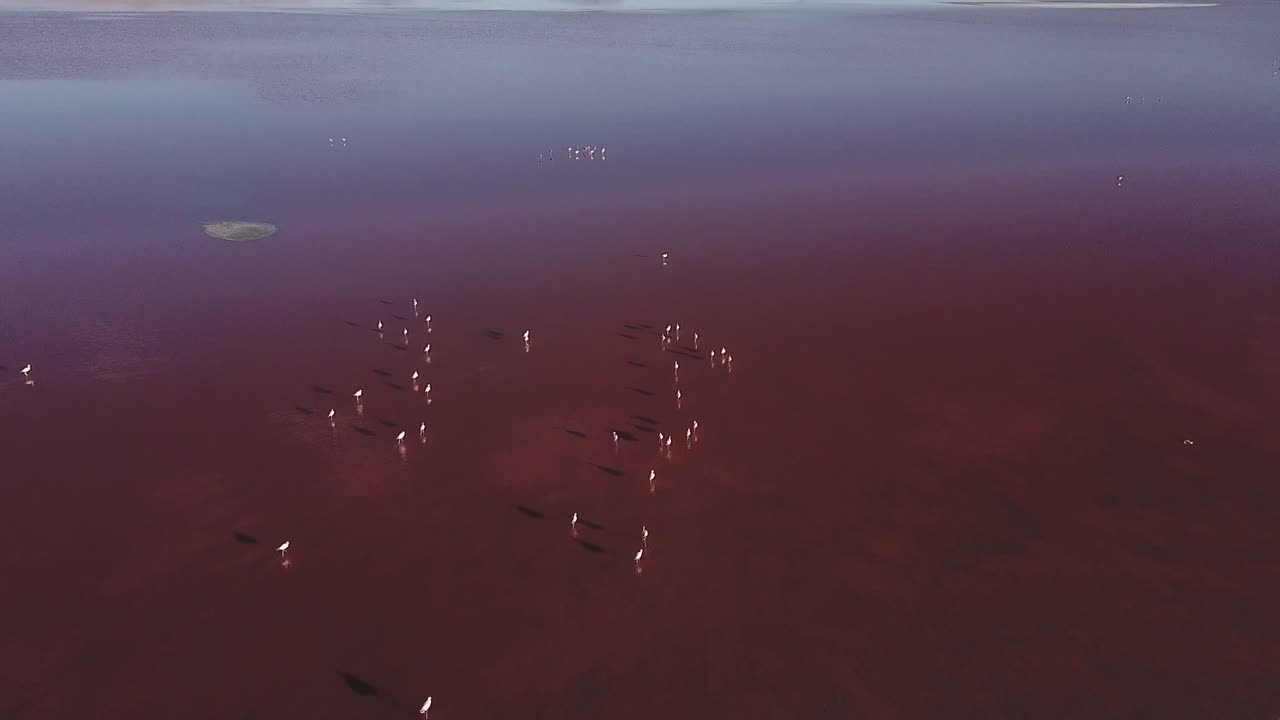 해가 지는 황금색 아래의 플라밍고 새들