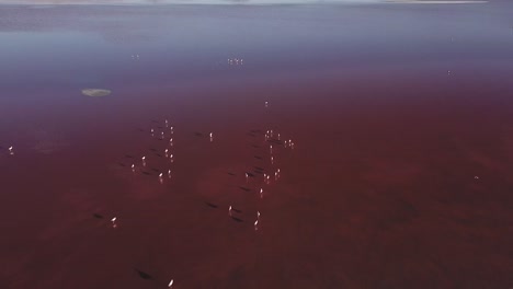 pájaros flamencos bajo los tonos dorados del sol poniente