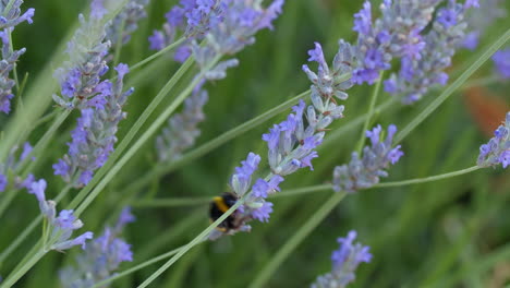 Blühender-Lavendel-Und-Hummel-Auf-Den-Blumen