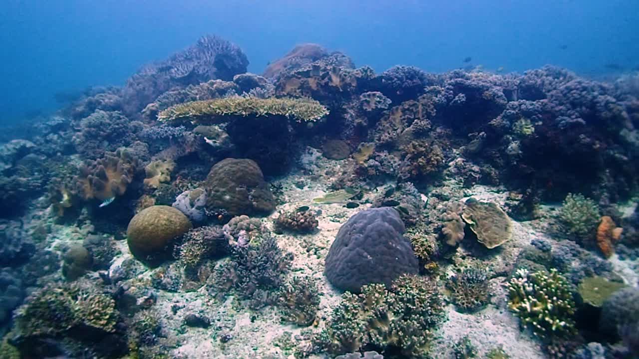 arrecife de coral en el sudeste asiático con muchos peces y corales coloridos