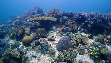 coral reef in south east asia with many fish and colorful corals