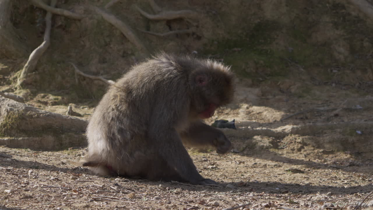 mono de nieve salvaje en cuclillas, recogiendo y comiendo maíz y semillas del suelo