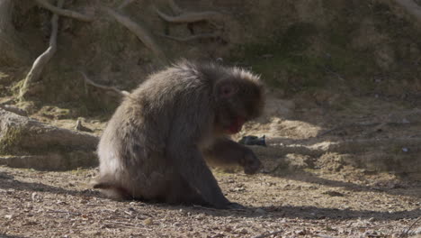 wild snow monkey squatting, picking and eating corn and seeds off the ground