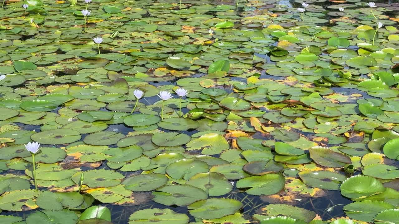 Lilly pads on the water surface in a pond in Cape Town, South Africa.