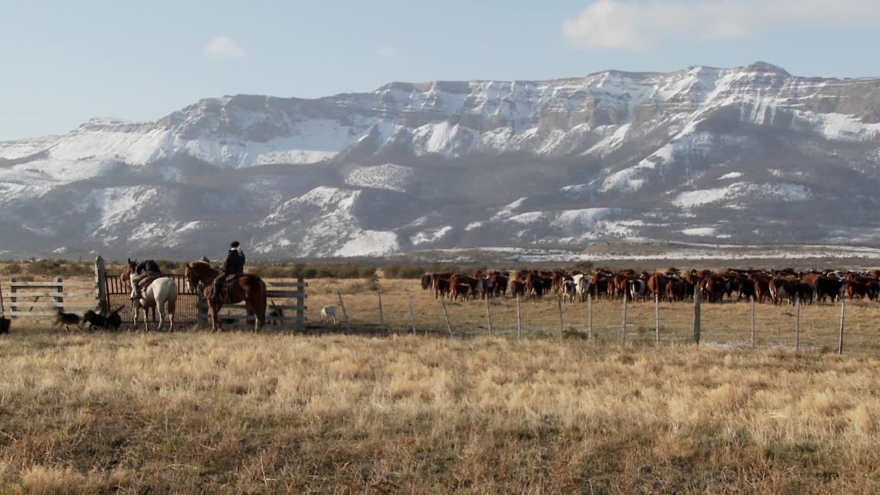 vaqueros gauchos de argentina montan caballos y cuidan sus campos y rebaños 1