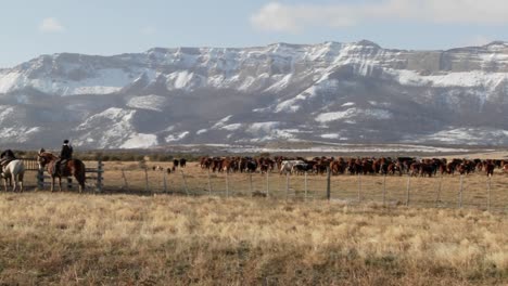 vaqueros gauchos de argentina montan caballos y cuidan sus campos y rebaños 1