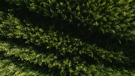 Lush-green-canopy-from-above-in-Dardanelle,-Arkansas,-dense-forest-texture,-aerial-view