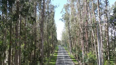 trees road el tabo, valparaiso region, chile