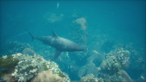 un tiburón nadando sobre un arrecife de coral