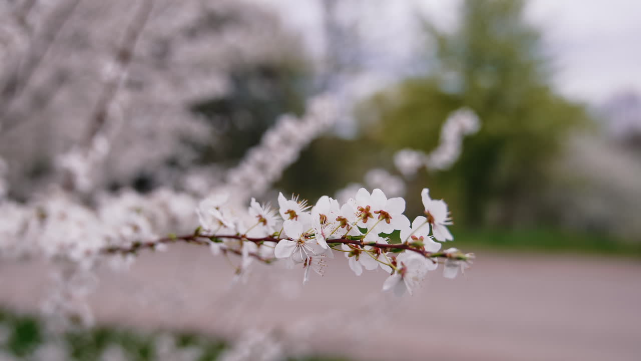 Flowers with white petals of a cherry branch. Blossom tree branch in spring time on blur background. Close-up.