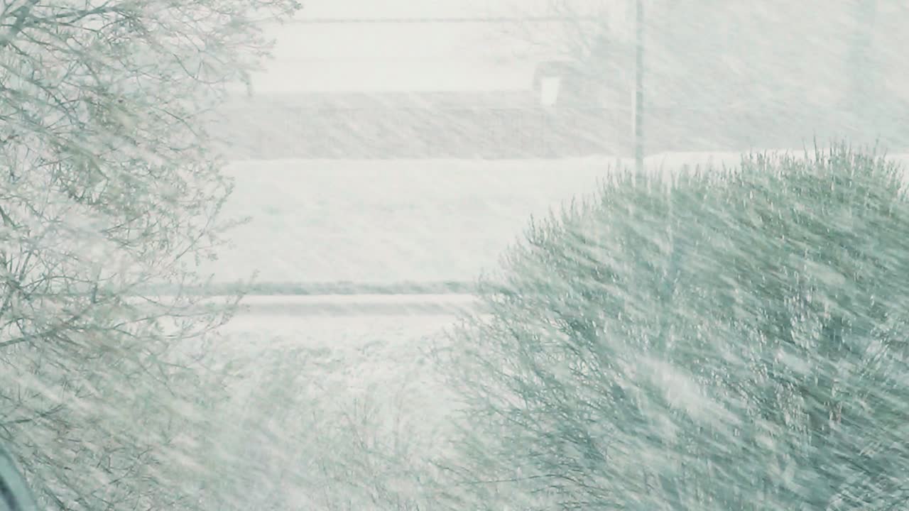 봄 에 초록색 잎 에 눈 이 내리는 것