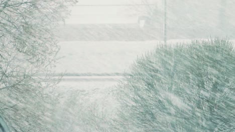 Snowfall-in-spring-on-green-leaves