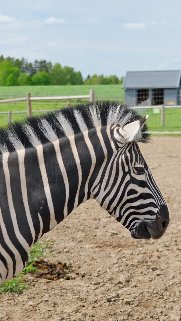 Close-up vertical view of Chapman's zebra in a zoo highlighting its unique striped pattern.