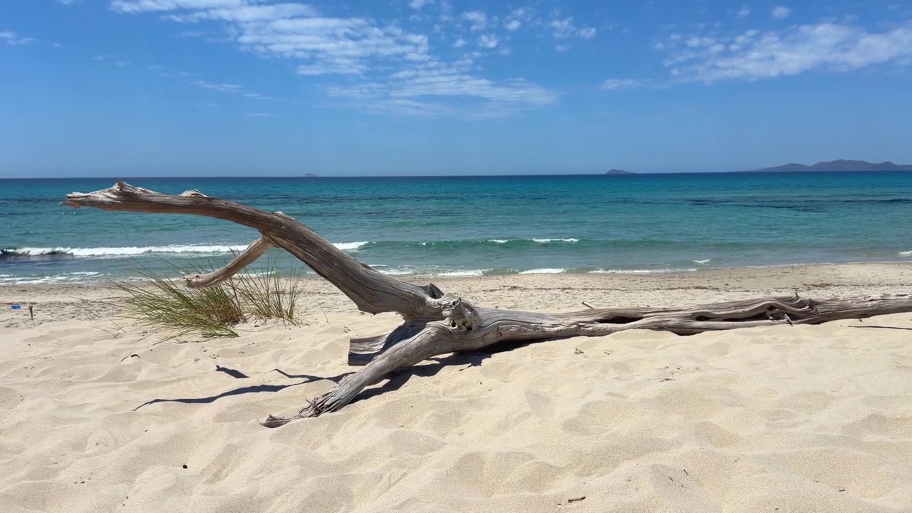 Large driftwood resting on bright white sand with turquoise Mediterranean waters and blue skies in Porto Pino, Sardinia.
