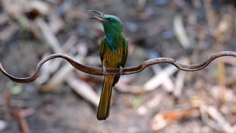 el abejaruco de barba azul se encuentra en la península de malaya, incluida tailandia, en claros de bosques particulares
