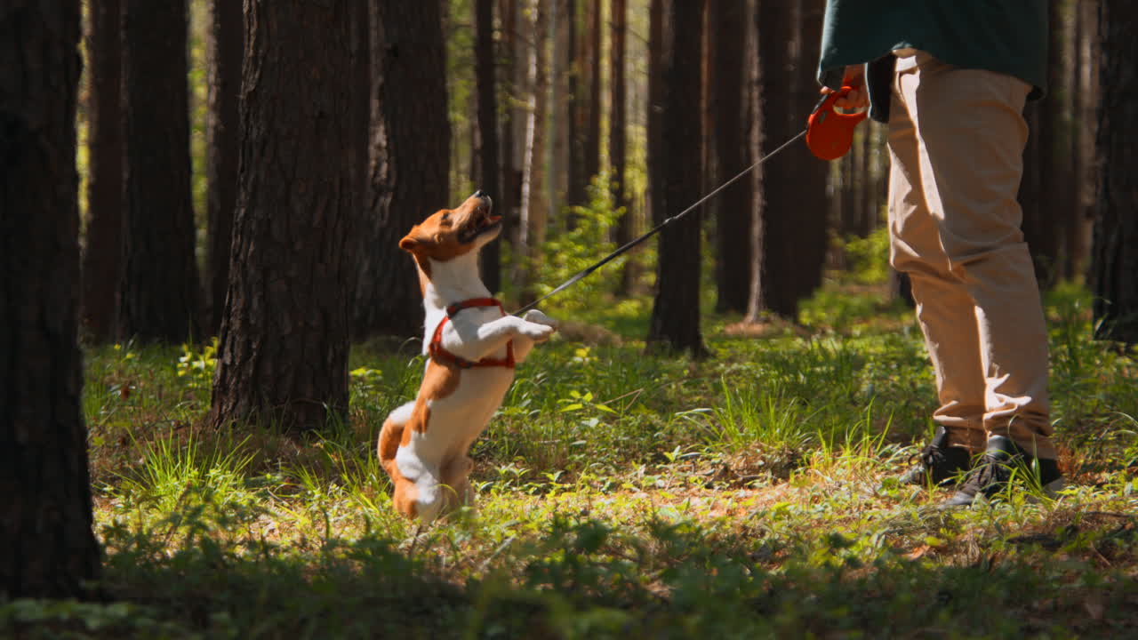 숲에서 놀고 있는 개