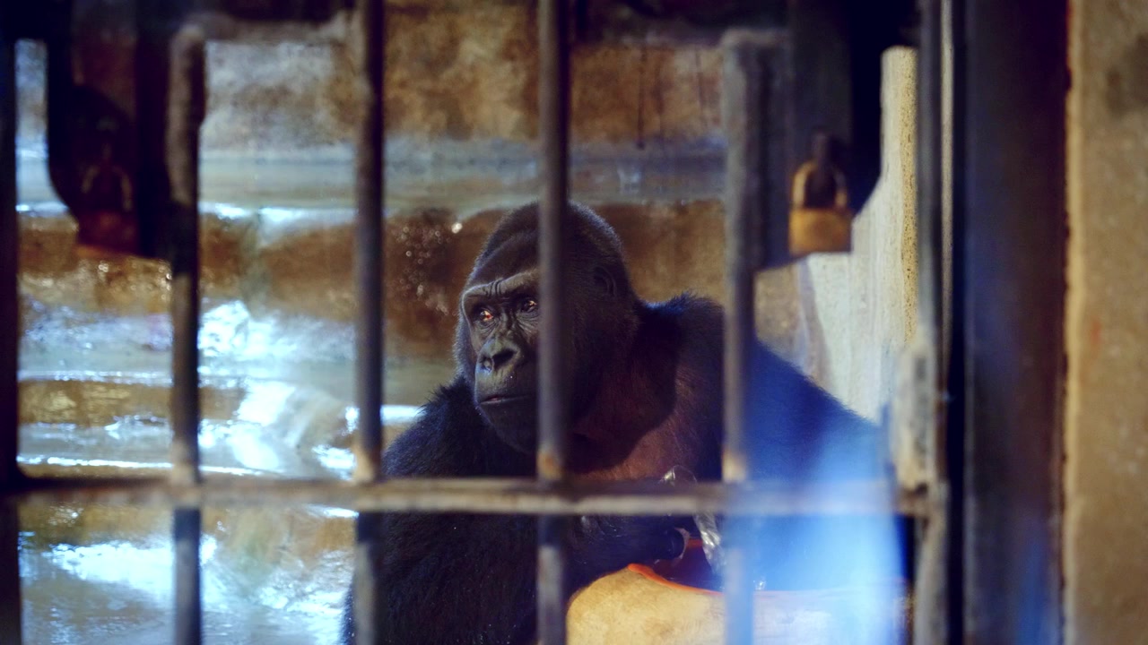 Close-Up of the Gorilla Bua Noi in Captivity at the Pata Zoo in Bangkok, Thailand