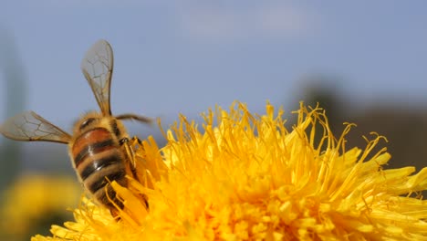 close up of bee during work in dandelion with blurred background