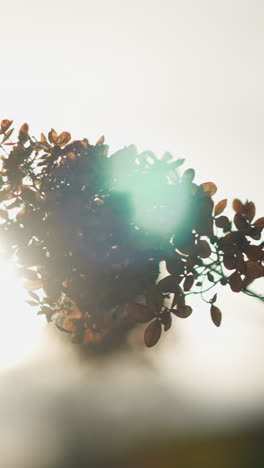 primer plano de delicadas hojas secas en una rama siluetada contra la luz del sol dorada, la luz de fondo cálida realza los detalles intrincados de las hojas, creando una escena serena de otoño con un fondo soñador y suave