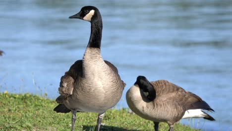 pair of canada goose standing and preening feathers on the banks of fraser river