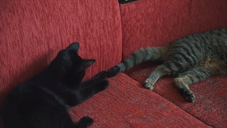 two cats playing on a red sofa