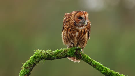 tawny owl perched on a branch