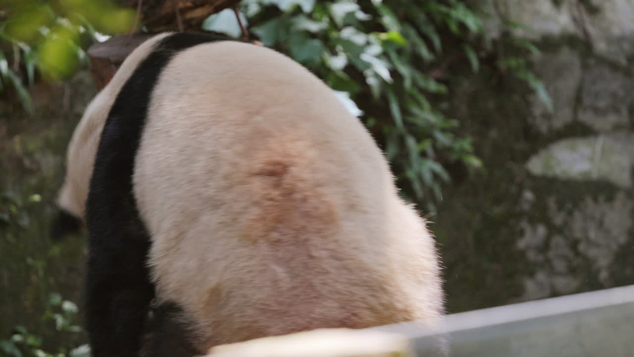 A close up of a panda eating