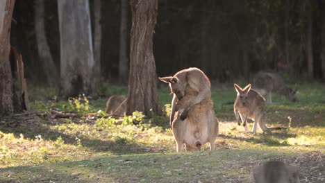 Großes-Männliches-Östliches-Graues-Känguru-Beim-Putzen,-Coombabah-Lake-Conservation-Park,-Gold-Coast,-Queensland