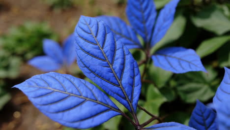 vibrant blue leaves of a plant