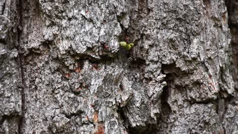 ants do teamwork with worm carrying up to old oak tree trunk