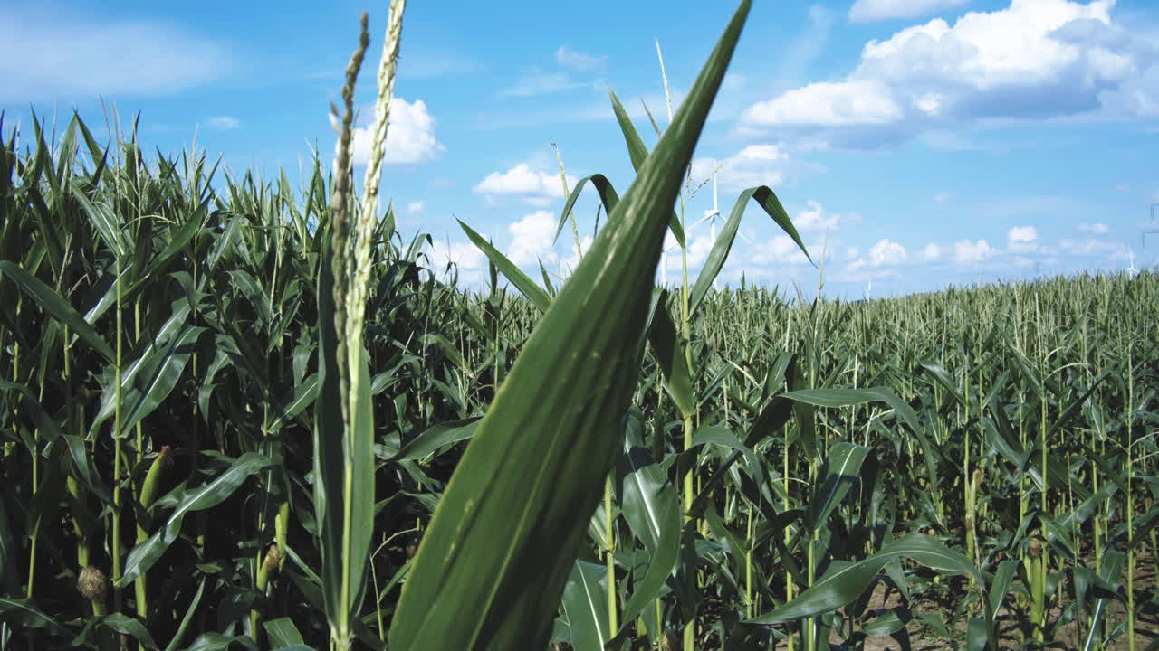maizal denso verde con una turbina eólica de energía en el fondo