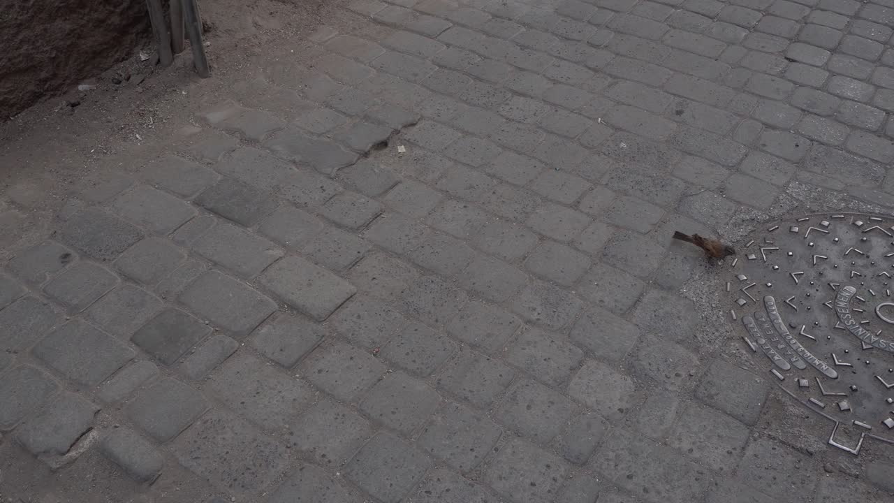 A bird moving on the ground in search of food, all near a canal in Marrakech