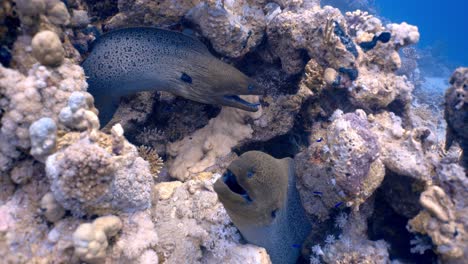 bluestreak cleaner wrasse eating parasites off of giant moray eels