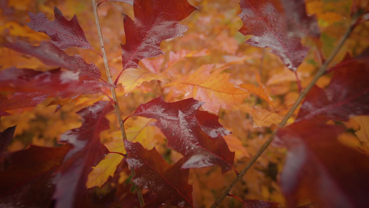 un primer plano de las hojas de otoño de colores brillantes