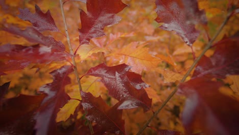 a close-up shot of the bright colorful autumn leaves